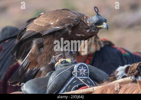 Asie, Mongolie, Province de Bayan-Oglii. Altai Eagle Festival, un aigle doré est perché sur une selle. Banque D'Images