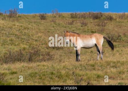 Asie, Mongolie, Parc National de Hustai. Le cheval de Przewalski pèle dans le parc national. Banque D'Images