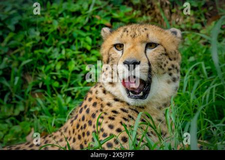 Gros plan du guépard -Acinonyx jubatus- couché Banque D'Images