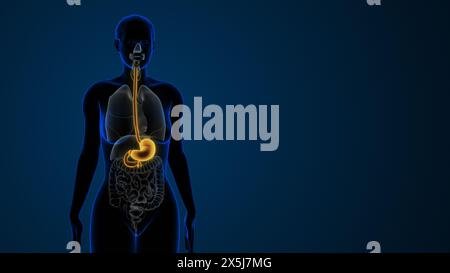 Estomac mis en évidence dans le système digestif féminin Banque D'Images