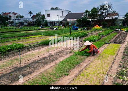 Vietnam, Hoi an. Agriculture dans la cour arrière. Une tradition commune au Vietnam. (Usage éditorial uniquement) Banque D'Images