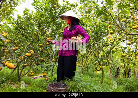 Vietnam. Femme dans la ferme commerciale du bosquet mandarin. (Usage éditorial uniquement) Banque D'Images