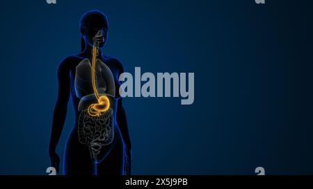 Estomac mis en évidence dans le système digestif féminin Banque D'Images