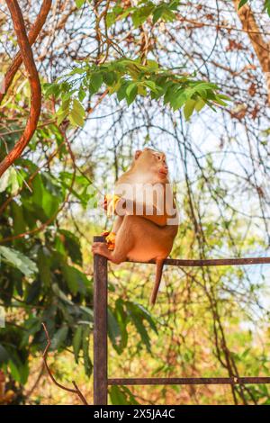 Macaque à queue de cochon du Nord, île de Phuket, Thaïlande - Macaca leonina Banque D'Images