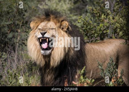 Lion mâle faisant un visage drôle, détectant le parfum en ouvrant sa bouche pour détecter les phéromones Banque D'Images