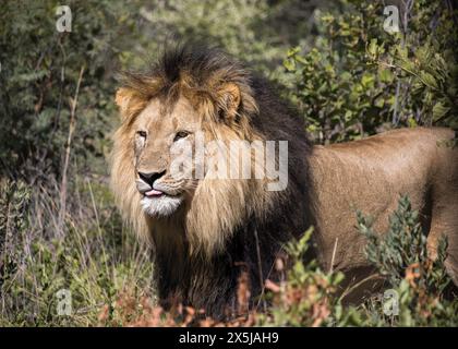 Lion mâle debout dans le buisson regardant au loin avec sa langue qui dépasse Banque D'Images