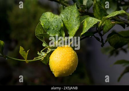 Lemon Tree Fermer les détails d'un beau fruit jaune suspendu à la branche avec des gouttelettes d'eau Banque D'Images