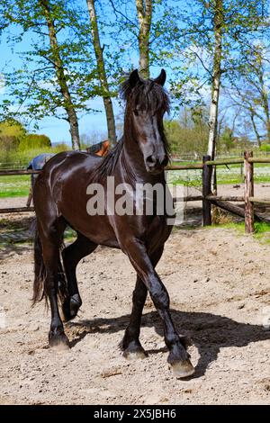 Pays-Bas, Frise chevaux arabes entraînés dans la région. Banque D'Images