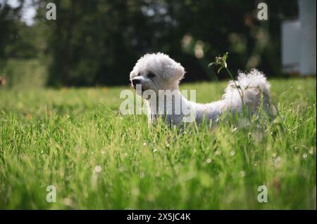 Petit chien marchant dans l'herbe et ayant des moments heureux avec son propriétaire, promenade de chien, Banque D'Images