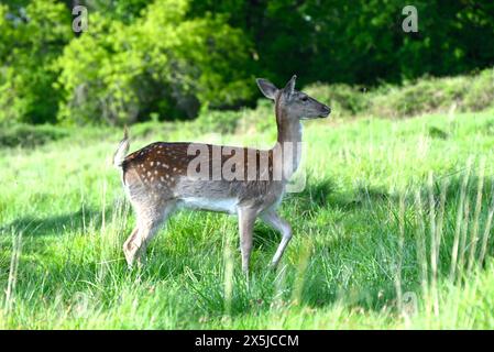 Les troupeaux de cerfs ont joué un rôle majeur dans l’histoire du parc Richmond et ont également façonné le paysage. Les cerfs en jachère sont les plus petits des espèces de cerfs indigènes du parc Richmond. Introduits par Charles 1er en 1637, les cerfs sont un spectacle emblématique dans le parc. Leur pâturage a joué un rôle énorme dans le façonnement du paysage et le maintien des habitats. Originaire de la Méditerranée et du moyen-Orient, il est communément admis que les cerfs en jachère ont été introduits pour la première fois en Grande-Bretagne par les Romains. Romains Banque D'Images