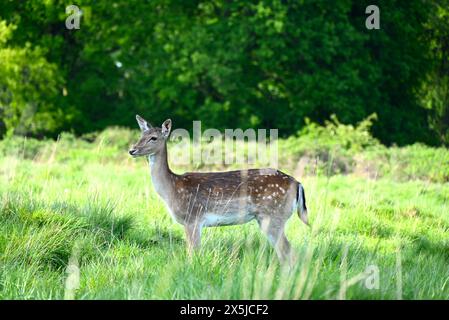 Les troupeaux de cerfs ont joué un rôle majeur dans l’histoire du parc Richmond et ont également façonné le paysage. Les cerfs en jachère sont les plus petits des espèces de cerfs indigènes du parc Richmond. Introduits par Charles 1er en 1637, les cerfs sont un spectacle emblématique dans le parc. Leur pâturage a joué un rôle énorme dans le façonnement du paysage et le maintien des habitats. Originaire de la Méditerranée et du moyen-Orient, il est communément admis que les cerfs en jachère ont été introduits pour la première fois en Grande-Bretagne par les Romains. Romains Banque D'Images