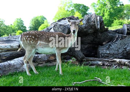 Les troupeaux de cerfs ont joué un rôle majeur dans l’histoire du parc Richmond et ont également façonné le paysage. Les cerfs en jachère sont les plus petits des espèces de cerfs indigènes du parc Richmond. Introduits par Charles 1er en 1637, les cerfs sont un spectacle emblématique dans le parc. Leur pâturage a joué un rôle énorme dans le façonnement du paysage et le maintien des habitats. Originaire de la Méditerranée et du moyen-Orient, il est communément admis que les cerfs en jachère ont été introduits pour la première fois en Grande-Bretagne par les Romains. Romains Banque D'Images