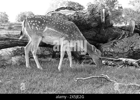 Les troupeaux de cerfs ont joué un rôle majeur dans l’histoire du parc Richmond et ont également façonné le paysage. Les cerfs en jachère sont les plus petits des espèces de cerfs indigènes du parc Richmond. Introduits par Charles 1er en 1637, les cerfs sont un spectacle emblématique dans le parc. Leur pâturage a joué un rôle énorme dans le façonnement du paysage et le maintien des habitats. Originaire de la Méditerranée et du moyen-Orient, il est communément admis que les cerfs en jachère ont été introduits pour la première fois en Grande-Bretagne par les Romains. Romains Banque D'Images