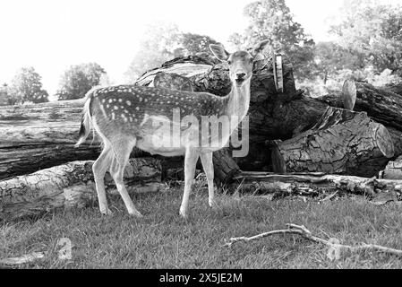 Les troupeaux de cerfs ont joué un rôle majeur dans l’histoire du parc Richmond et ont également façonné le paysage. Les cerfs en jachère sont les plus petits des espèces de cerfs indigènes du parc Richmond. Introduits par Charles 1er en 1637, les cerfs sont un spectacle emblématique dans le parc. Leur pâturage a joué un rôle énorme dans le façonnement du paysage et le maintien des habitats. Originaire de la Méditerranée et du moyen-Orient, il est communément admis que les cerfs en jachère ont été introduits pour la première fois en Grande-Bretagne par les Romains. Romains Banque D'Images