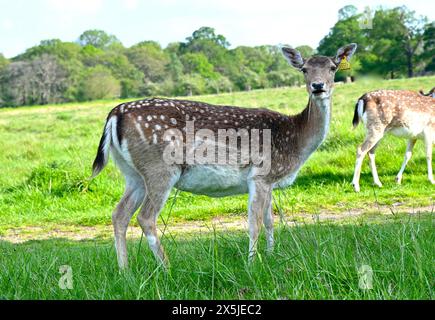 Les troupeaux de cerfs ont joué un rôle majeur dans l’histoire du parc Richmond et ont également façonné le paysage. Les cerfs en jachère sont les plus petits des espèces de cerfs indigènes du parc Richmond. Introduits par Charles 1er en 1637, les cerfs sont un spectacle emblématique dans le parc. Leur pâturage a joué un rôle énorme dans le façonnement du paysage et le maintien des habitats. Originaire de la Méditerranée et du moyen-Orient, il est communément admis que les cerfs en jachère ont été introduits pour la première fois en Grande-Bretagne par les Romains. Romains Banque D'Images