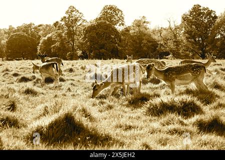 Les troupeaux de cerfs ont joué un rôle majeur dans l’histoire du parc Richmond et ont également façonné le paysage. Les cerfs en jachère sont les plus petits des espèces de cerfs indigènes du parc Richmond. Introduits par Charles 1er en 1637, les cerfs sont un spectacle emblématique dans le parc. Leur pâturage a joué un rôle énorme dans le façonnement du paysage et le maintien des habitats. Originaire de la Méditerranée et du moyen-Orient, il est communément admis que les cerfs en jachère ont été introduits pour la première fois en Grande-Bretagne par les Romains. Romains Banque D'Images