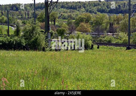 Rails métalliques dans une rangée utilisés comme protection militaire fortifiée et obstacles anti-chars pendant la seconde Guerre mondiale en Suisse. Banque D'Images