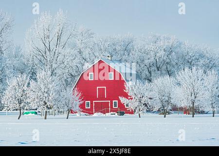 Canada, Manitoba, Grande pointe. Grange rouge avec de la glace de rime sur les arbres. (Usage éditorial uniquement) Banque D'Images