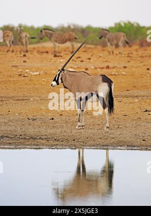 Vue portrait d'un oryx debout à côté d'un trou d'eau avec un joli reflet dans l'eau calme, il y a un petit troupeau de zèbres au loin Banque D'Images