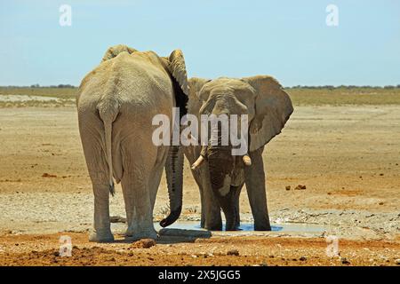 Deux grands éléphants d'Afrique debout face à face, avec un vaste fond désert sec ouvert et un ciel bleu clair brumeux Banque D'Images