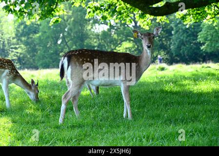 Les troupeaux de cerfs ont joué un rôle majeur dans l’histoire du parc Richmond et ont également façonné le paysage. Les cerfs en jachère sont les plus petits des espèces de cerfs indigènes du parc Richmond. Introduits par Charles 1er en 1637, les cerfs sont un spectacle emblématique dans le parc. Leur pâturage a joué un rôle énorme dans le façonnement du paysage et le maintien des habitats. Originaire de la Méditerranée et du moyen-Orient, il est communément admis que les cerfs en jachère ont été introduits pour la première fois en Grande-Bretagne par les Romains. Banque D'Images