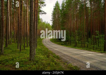 Finlande, Carélie du Nord, Parc national de Koli. Route coupant à travers le parc Banque D'Images