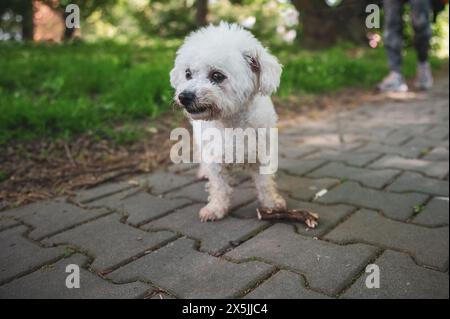 Petit chien marchant dans l'herbe et ayant des moments heureux avec son propriétaire, promenade de chien, Banque D'Images