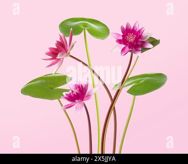 Belles fleurs de lotus avec de longues tiges sur fond rose Banque D'Images