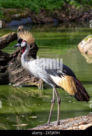 Grue majestueuse avec plumage bleu-gris, visage noir & blanc, et une couronne de plumes dorées. Trouvé dans les zones humides et savanes de l'Afrique orientale et australe. Banque D'Images