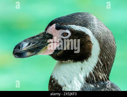 Adorable pingouin avec corps noir et blanc, bec orange, et un esprit ludique. Prospère sur le poisson dans les eaux fraîches au large du Pérou et du Chili. Banque D'Images