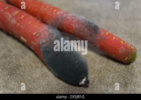 Moisissure sur les carottes gâtées. Stockage incorrect des légumes. Banque D'Images