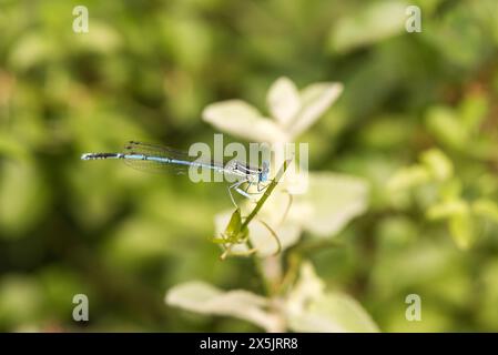 Mouche de Damselfly (Erythromma lindenii) perchée marquée en gobelet à Koycegiz en Turquie. Une des damoiselles les plus courantes sur le lac. Banque D'Images