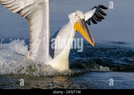 Europe, Grèce, lac Kerkini. Le grand pélican blanc atterrit dans les eaux du lac. Banque D'Images