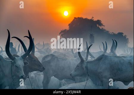 Photo rétroéclairée d'un camp de bétail Mundari, tribu Mundari, Soudan du Sud, Afrique Copyright : MichaelxRunkel 1184-11043 Banque D'Images