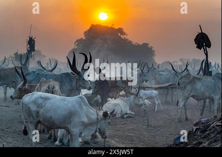 Photo rétroéclairée d'un camp de bétail Mundari, tribu Mundari, Soudan du Sud, Afrique Copyright : MichaelxRunkel 1184-11041 Banque D'Images