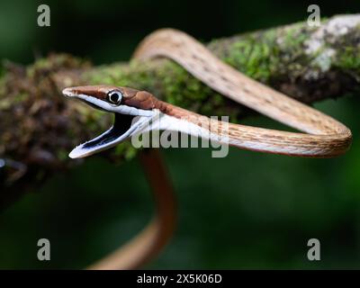 Serpent de vigne brune, Costa Rica, Amérique centrale Copyright : JanettexHill 1185-528 Banque D'Images