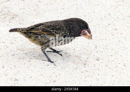 Grande charnonnière (Geospiza magnirostris, femelle) avec graines à Gardiner Bay, île d'Espanola (Hood), îles Galapagos, Équateur. Banque D'Images