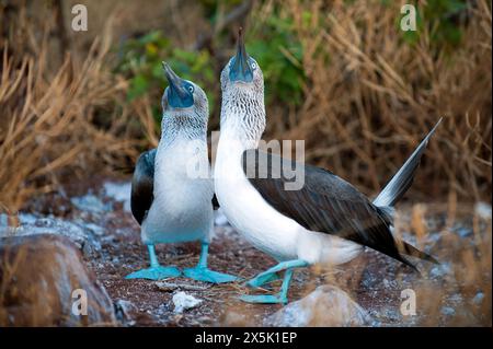 Paire de boobies à pieds bleus (Sula nebouxii) de South Plaza, Galapagos. Banque D'Images