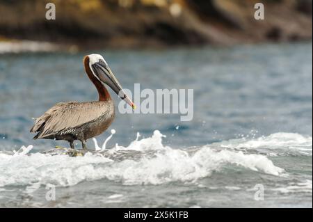 Pélican brun (Pelicanus occidentalis) de San Cristobal (Chatham), Galapagos, Équateur. Banque D'Images