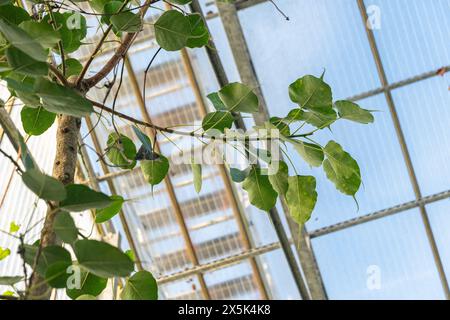 Saint-Gall, Suisse, 7 décembre 2023 Ficus Religiosa ou figue sacrée au jardin botanique Banque D'Images