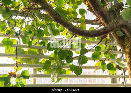 Saint-Gall, Suisse, 7 décembre 2023 Ficus Religiosa ou figue sacrée au jardin botanique Banque D'Images