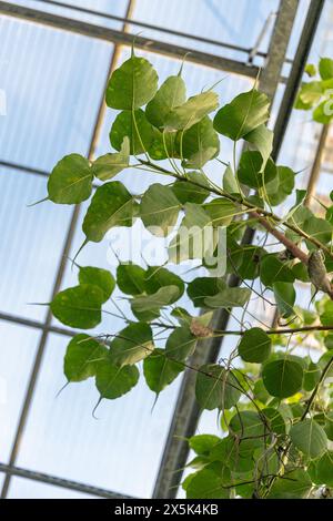 Saint-Gall, Suisse, 7 décembre 2023 Ficus Religiosa ou figue sacrée au jardin botanique Banque D'Images