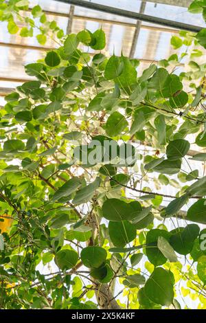 Saint-Gall, Suisse, 7 décembre 2023 Ficus Religiosa ou figue sacrée au jardin botanique Banque D'Images