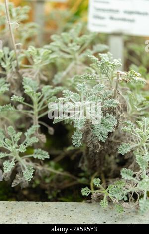 Saint-Gall, Suisse, 3 janvier 2024 Tanacetum argenteum plante au jardin botanique Banque D'Images