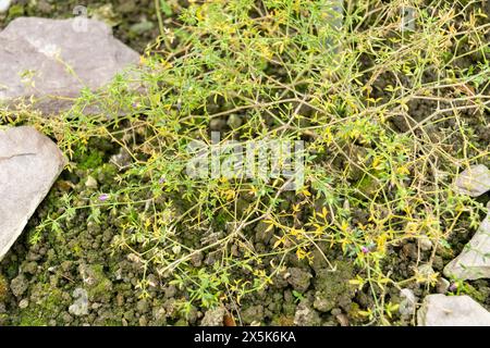 Saint-Gall, Suisse, 3 janvier 2024 plante Fagonia cretica au jardin botanique Banque D'Images