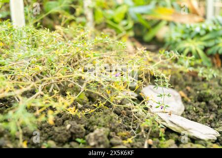 Saint-Gall, Suisse, 3 janvier 2024 plante Fagonia cretica au jardin botanique Banque D'Images