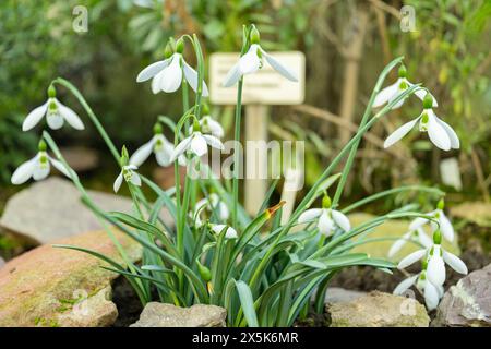 Saint-Gall, Suisse, 3 janvier 2024 Galanthus Bursanus plante au jardin botanique Banque D'Images