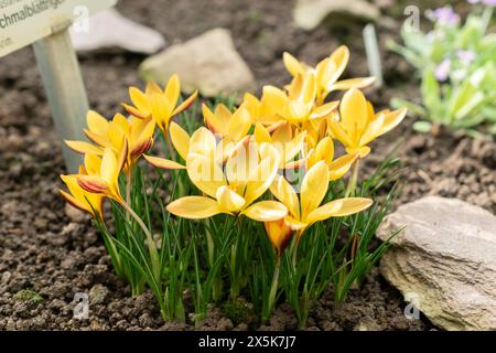 Saint, Gall, Suisse, 10 février 2024 Crocus angustifolius ou tissu de fleurs de crocus dorées au jardin botanique Banque D'Images