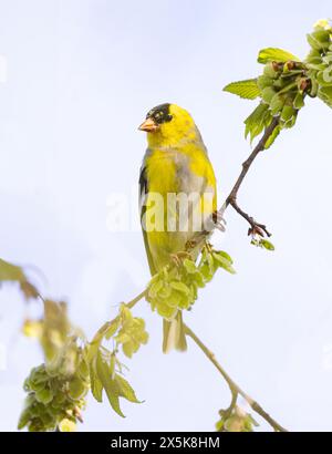 American Goldfinch perché sur la branche au printemps à Ottawa, Canada Banque D'Images