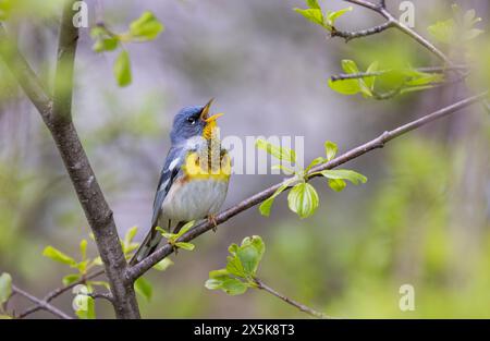 Parula du Nord perchée sur la branche chantant au printemps à Ottawa, Canada Banque D'Images